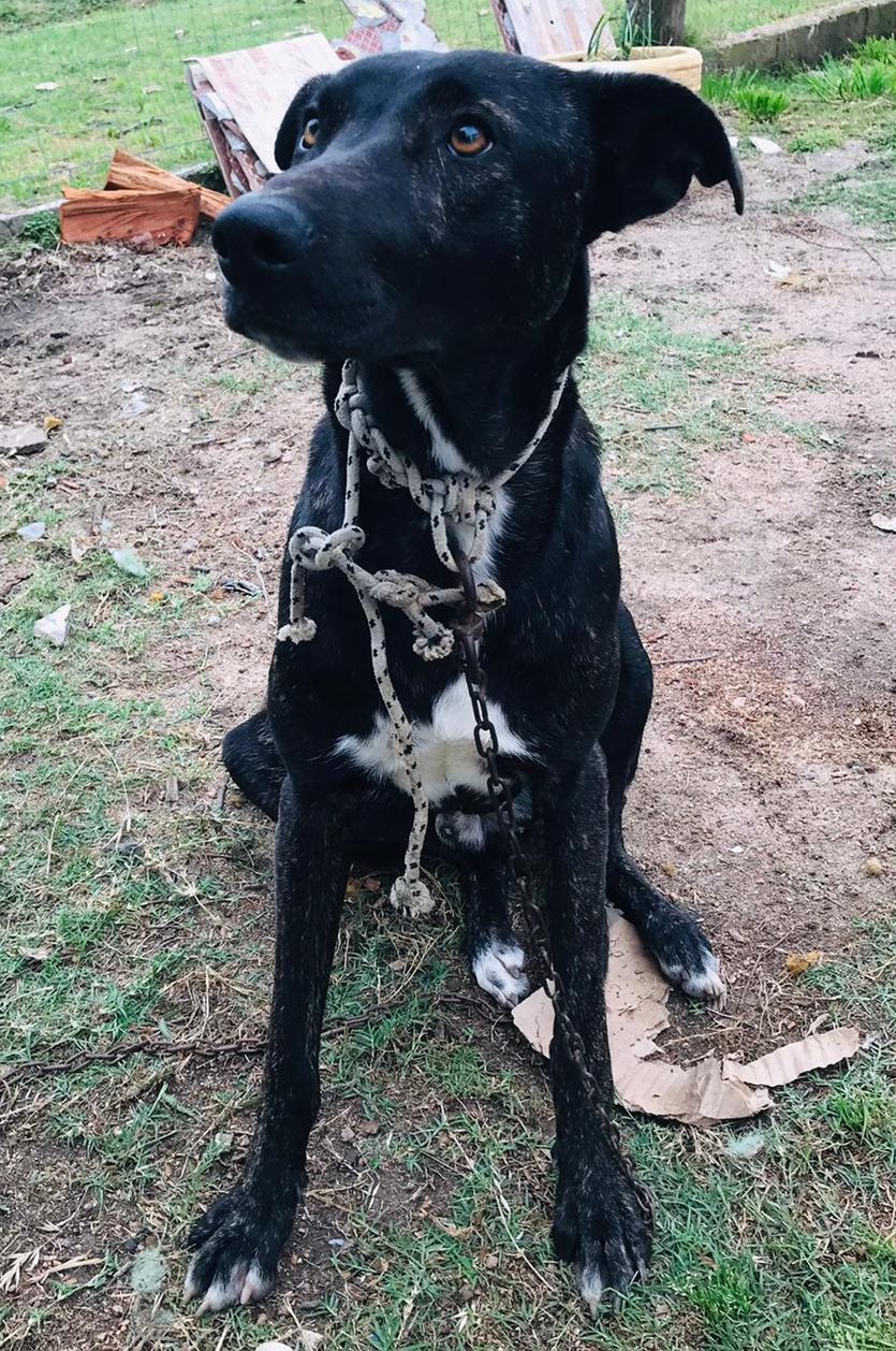 Zorro
